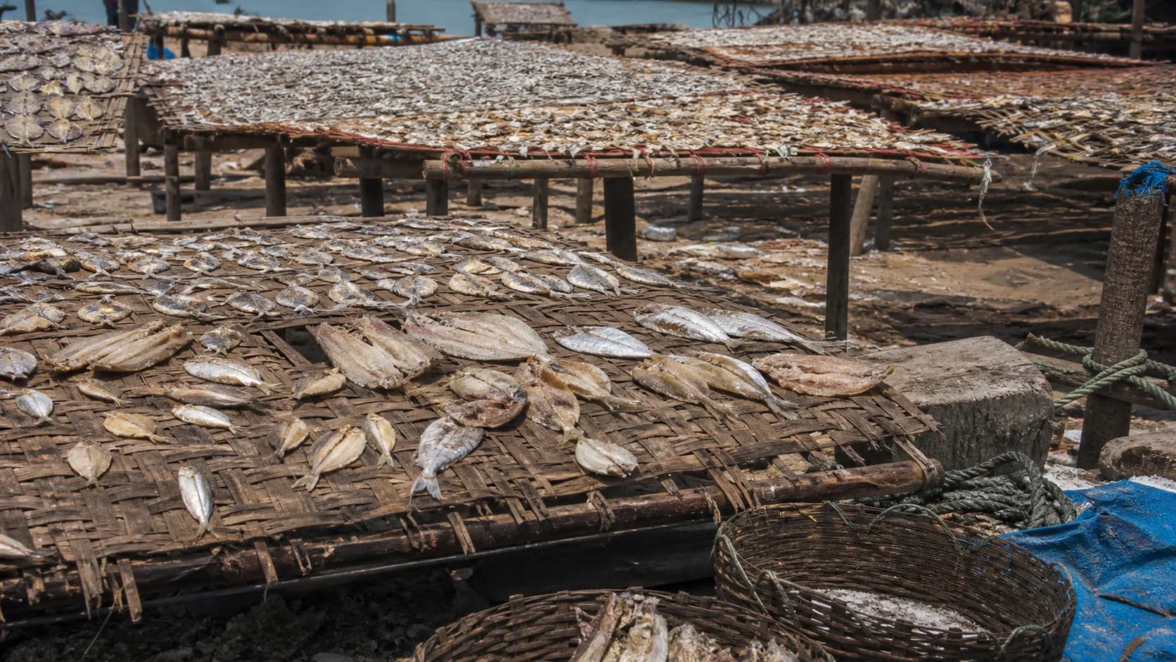 Traditional Rameshwaram coastal drying racks and baskets of karuvadu